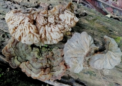 Auricularia brasiliana