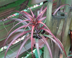 Tillandsia capitata