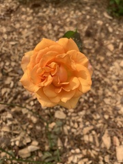 Angiospermae