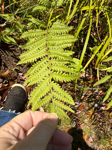Anchistea virginica observed 2026-10-18