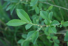 Salix appendiculata