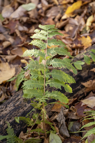 Dryopteris goldieana observed 2026-10-17