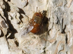 Calliphora ochracea
