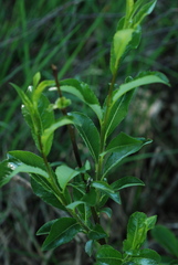 Salix glabra
