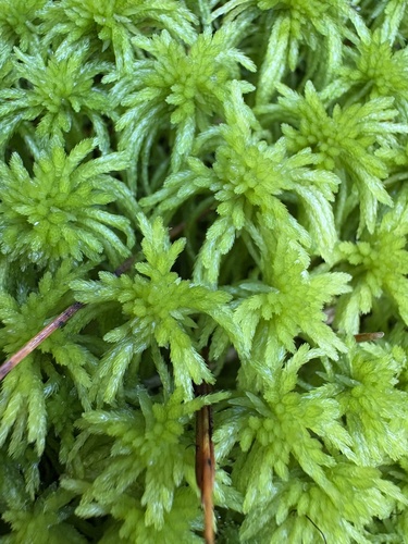 Sphagnum girgensohnii observed 2026-10-18