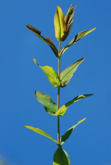 Hypericum montanum