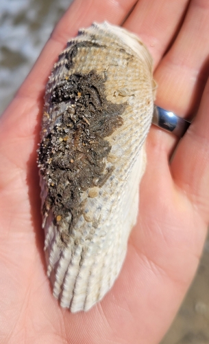 Cyrtopleura costata, 2026-10-18