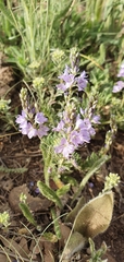 Veronica austriaca