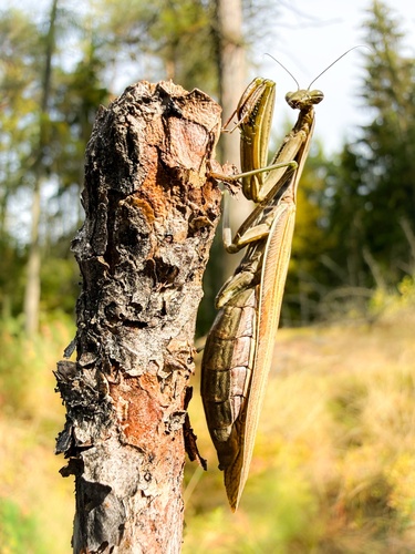 European Mantis