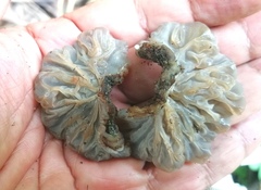 Auricularia brasiliana