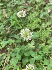 Trifolium repens