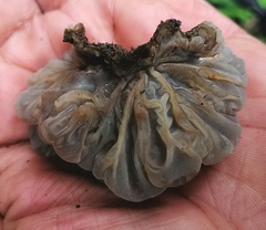 Auricularia brasiliana