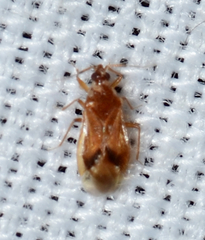 Cimicoidea