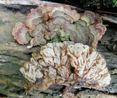 Auricularia brasiliana