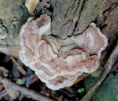 Auricularia brasiliana