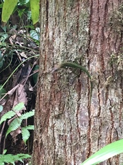 Anolis luciae