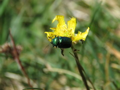 Cryptocephalus aureolus
