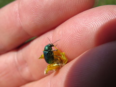 Cryptocephalus aureolus