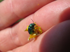 Cryptocephalus aureolus