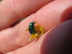 Cryptocephalus aureolus
