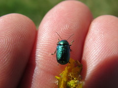 Cryptocephalus aureolus