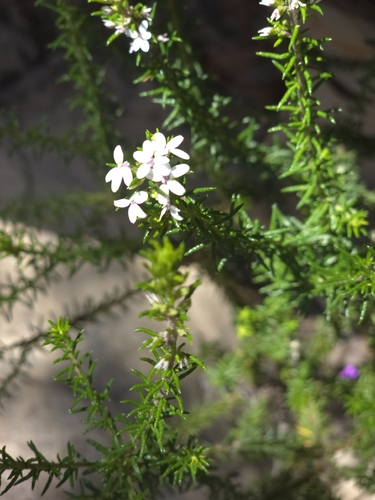 Olearia ramulosa, 2026-10-18