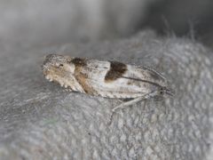 Eucosma apacheana