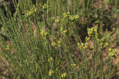 Euphorbia genistoides