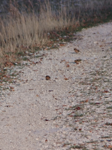 Common Chaffinch