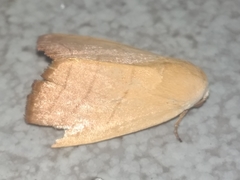 Bagisara rectifascia