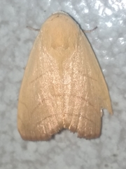 Bagisara rectifascia