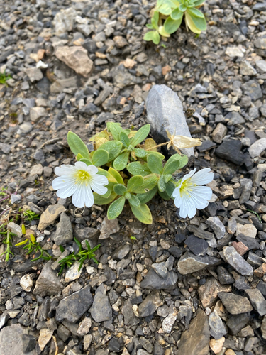 Broad-leaved Mouse-ear