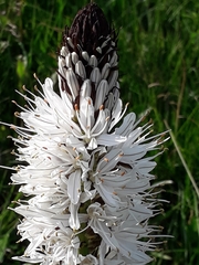 Asphodelus albus
