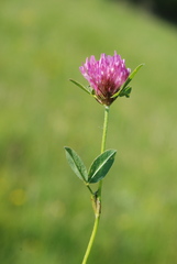 Trifolium pratense pratense