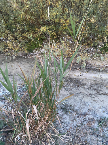 common reed