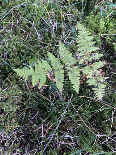 Gymnocarpium robertianum, 2026-10-18