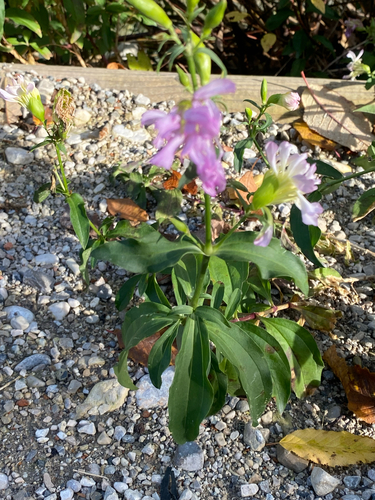 common soapwort