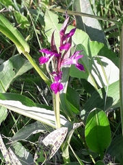 Dactylorhiza lapponica