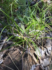 Carex xerophila