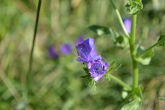 Echium plantagineum