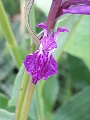 Dactylorhiza lapponica