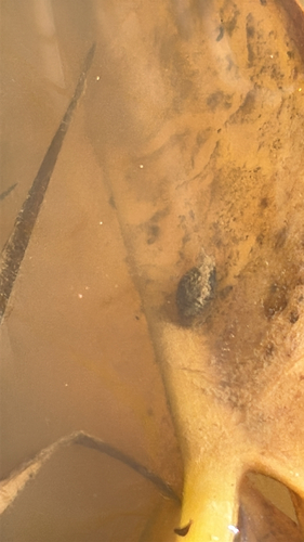 Physella acuta observed 2026-10-18