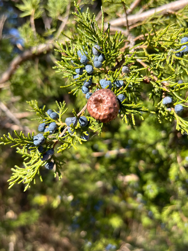 Gymnosporangium juniperi-virginianae, 2026-10-18