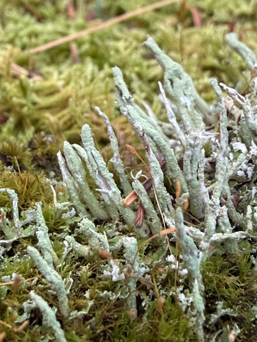 pixie cup and reindeer lichens