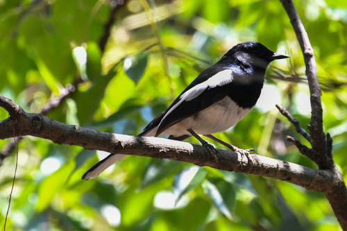 iNaturalist image