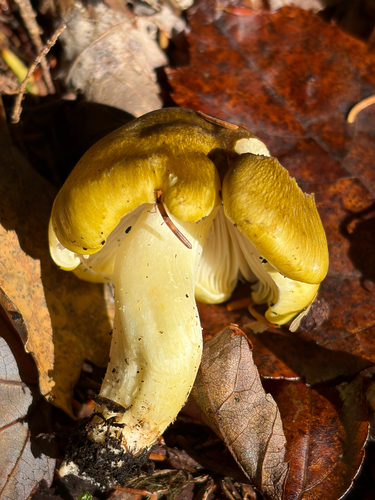 Tricholoma subsejunctum