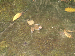 Glandirana rugosa