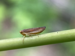 Idiodonus kennicotti