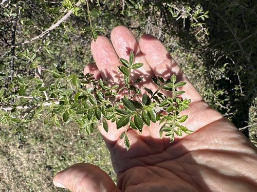 little leaf sumac