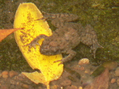 Glandirana rugosa